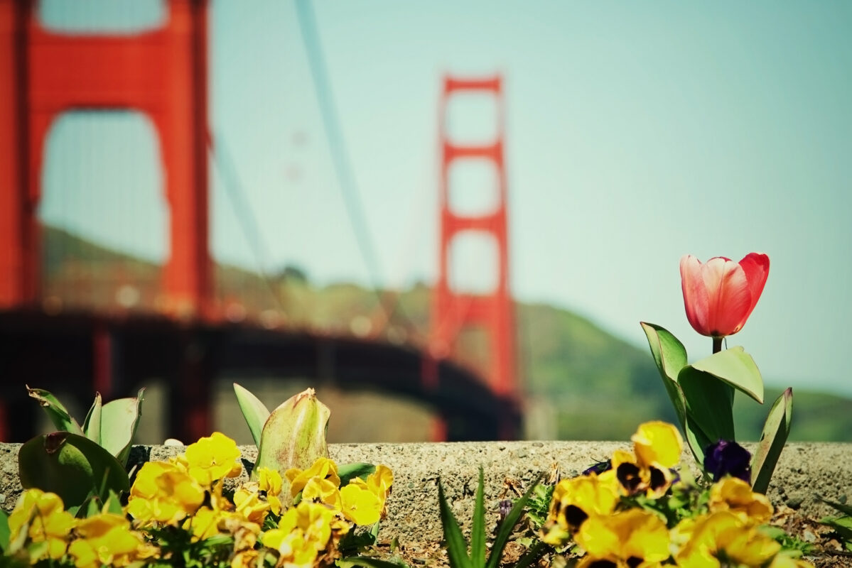 NAPA VALLEY + MUIR WOODS TOUR